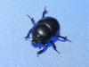 Geotrupes sp.